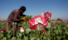 UN says Afghanistan’s opium collapse is reshaping global heroin market