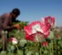 UN says Afghanistan’s opium collapse is reshaping global heroin market